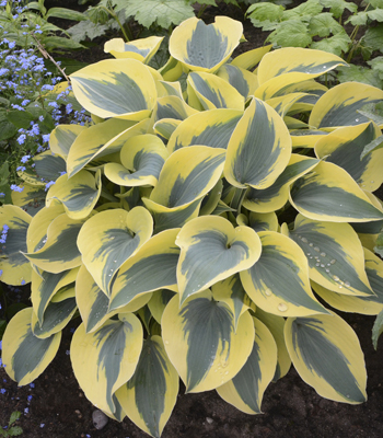 Hosta - One Gallon Pots, Sold in 6 count trays